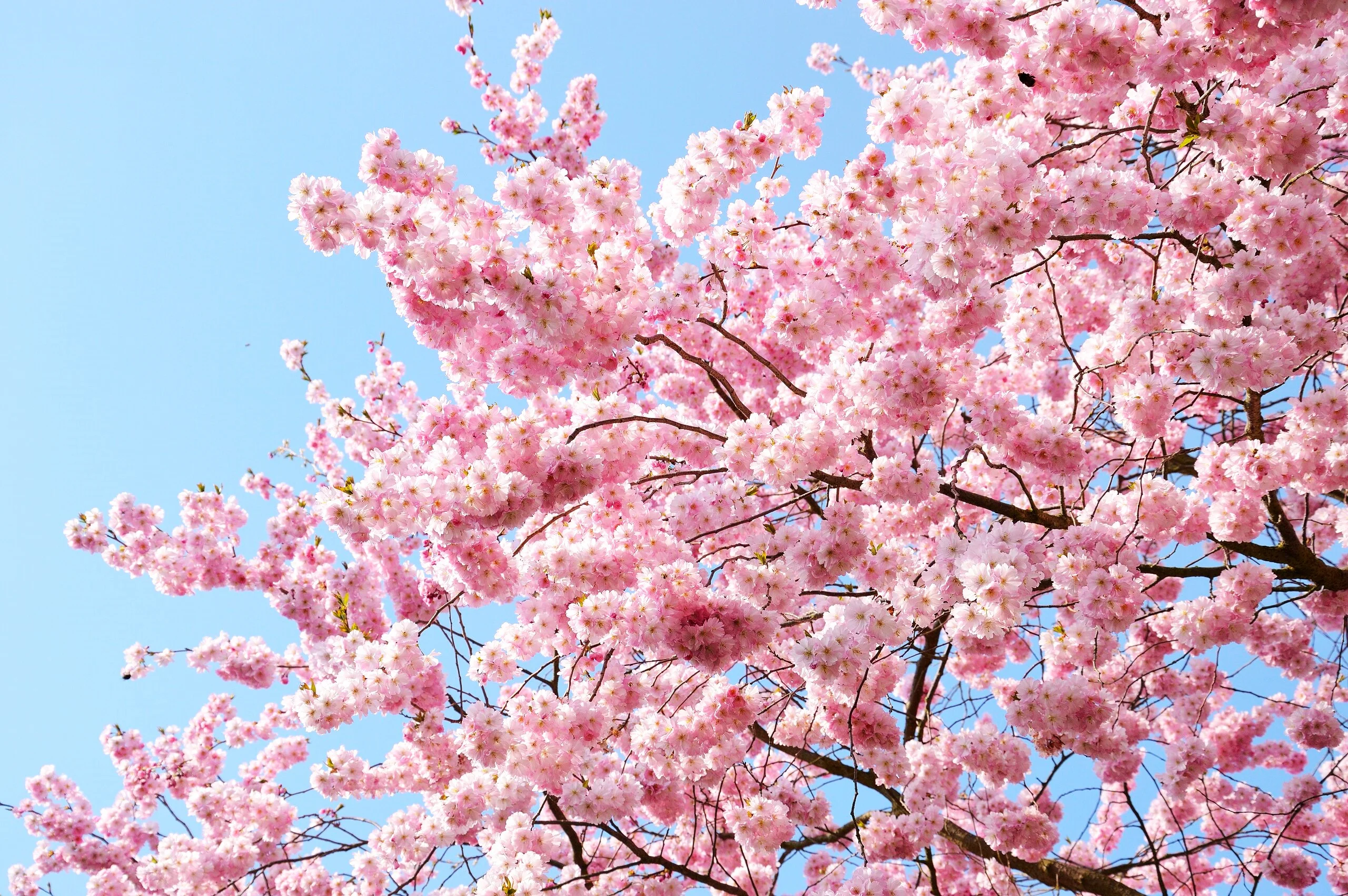 Japanese Cherry Blossom Tree - Image 8
