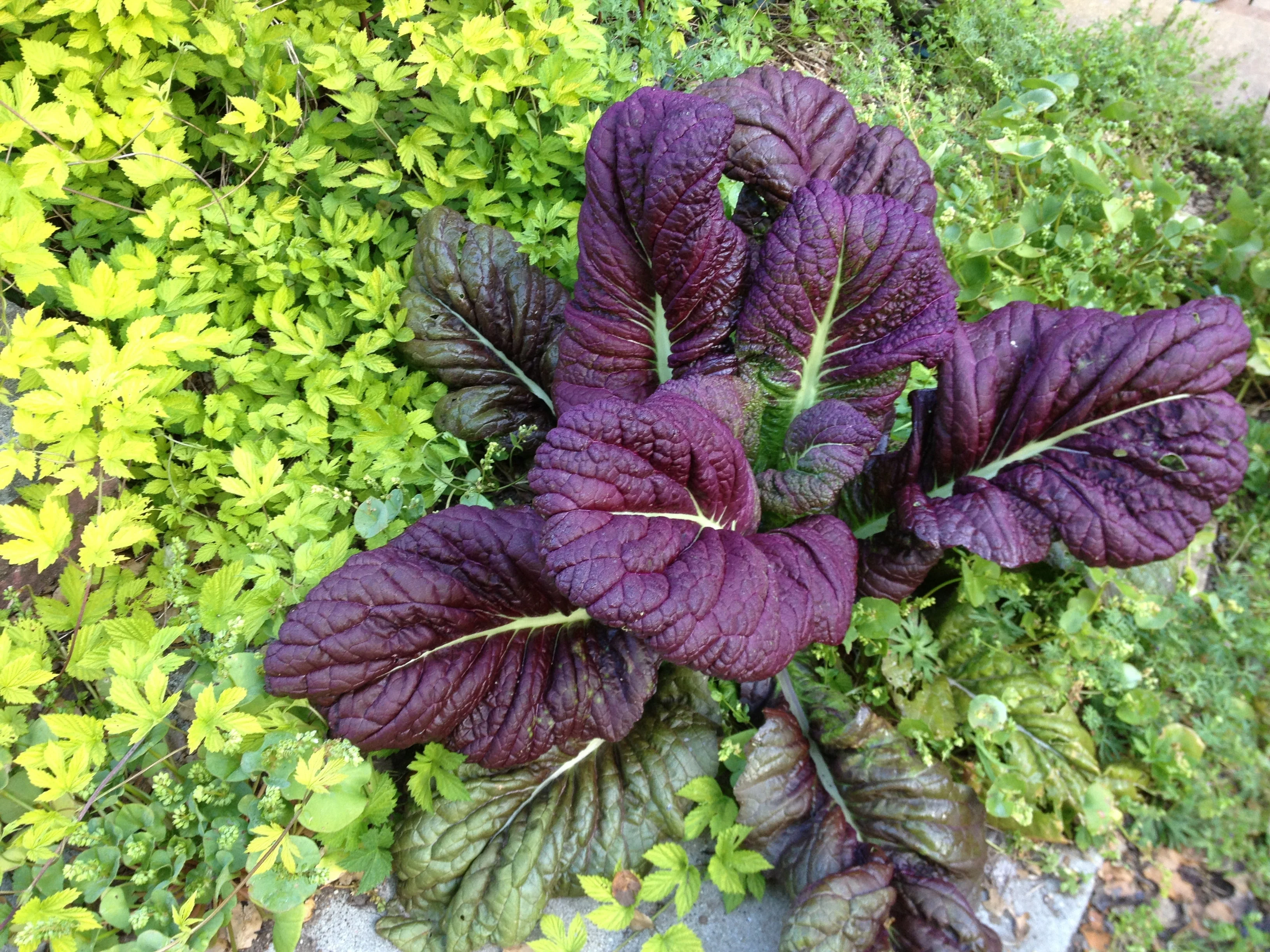 Japanese Giant Red Mustard Green - Image 3
