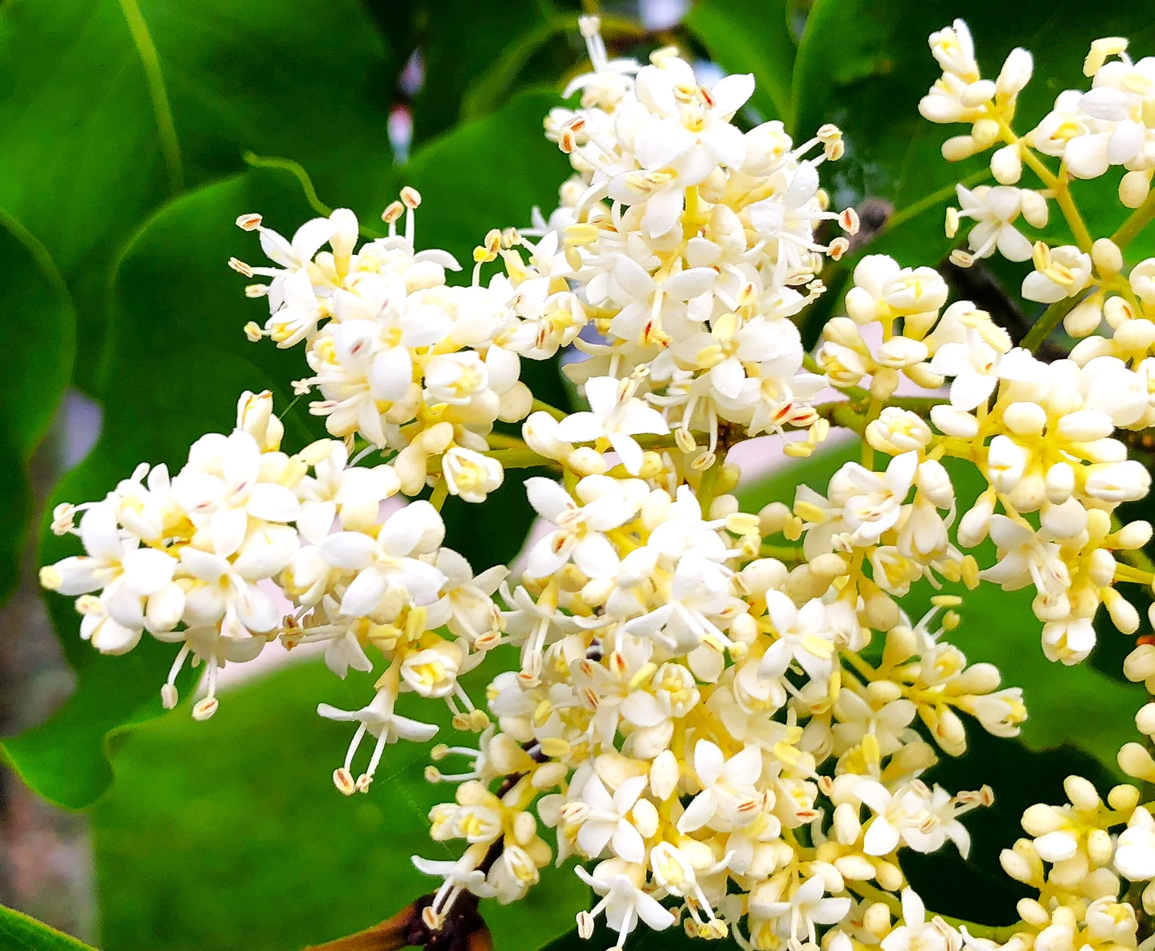 Japanese Lilac Tree - Image 9
