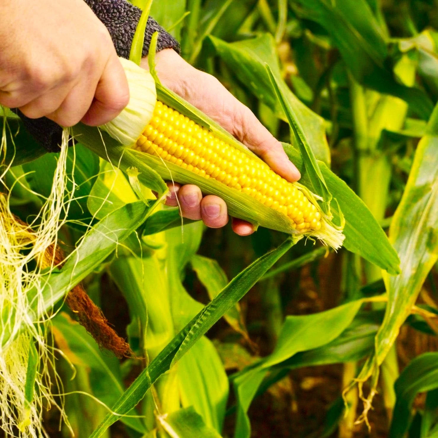 Jubilee Sweet Corn - Image 2