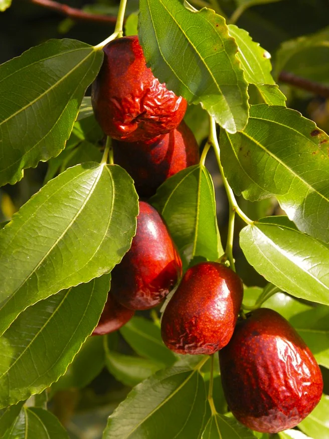 Jujube Tree (Chinese Red Date) - Image 2