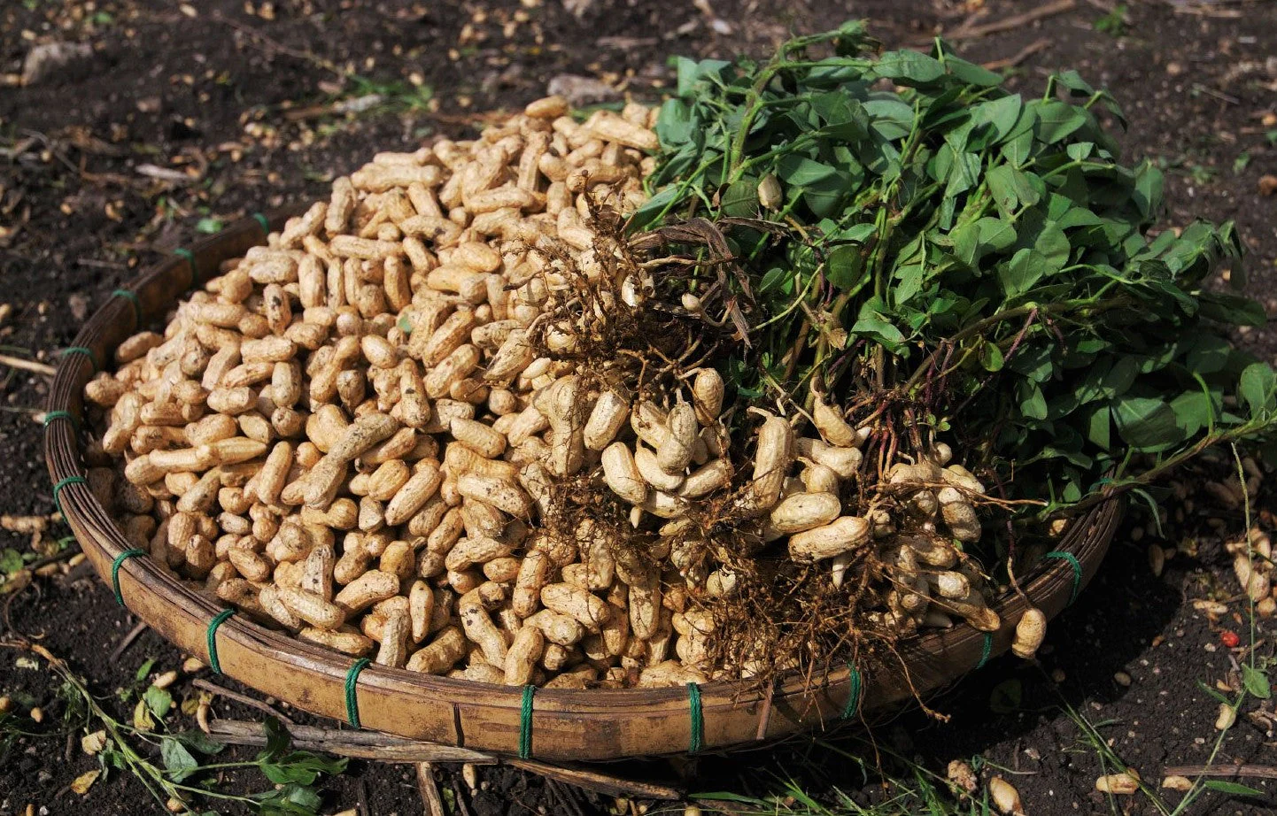 Jumbo Bailey Virginia Peanut - Image 6
