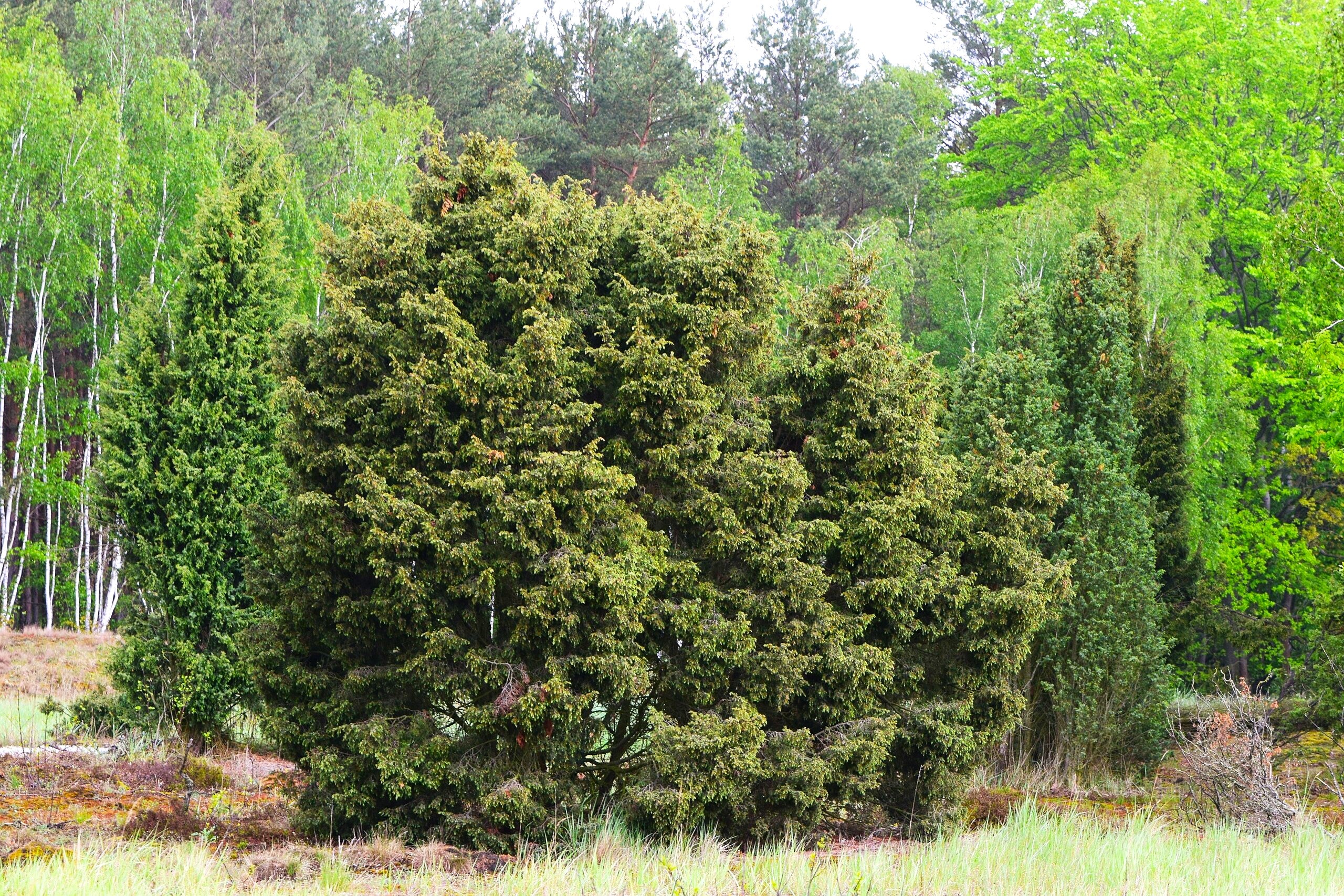 Juniper Tree - Image 10