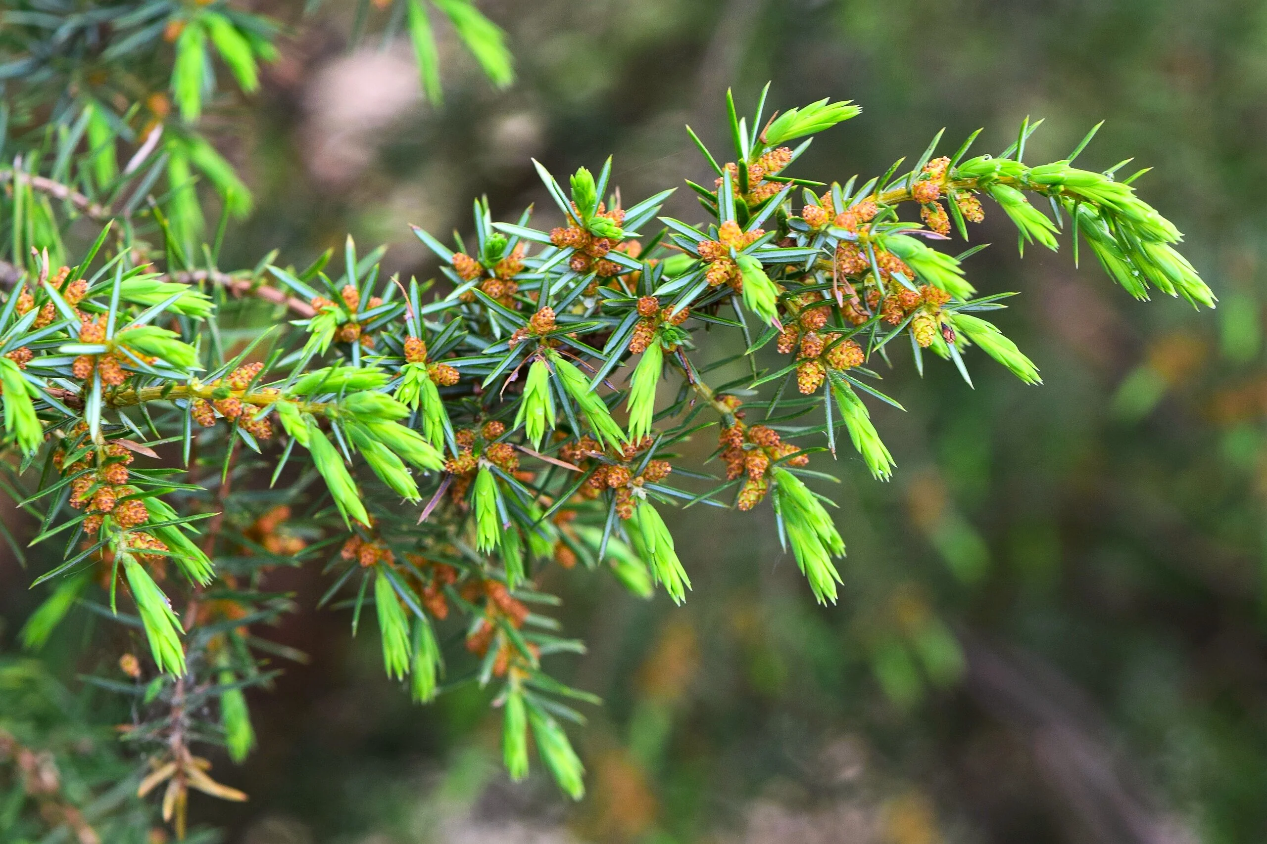 Juniper Tree - Image 5