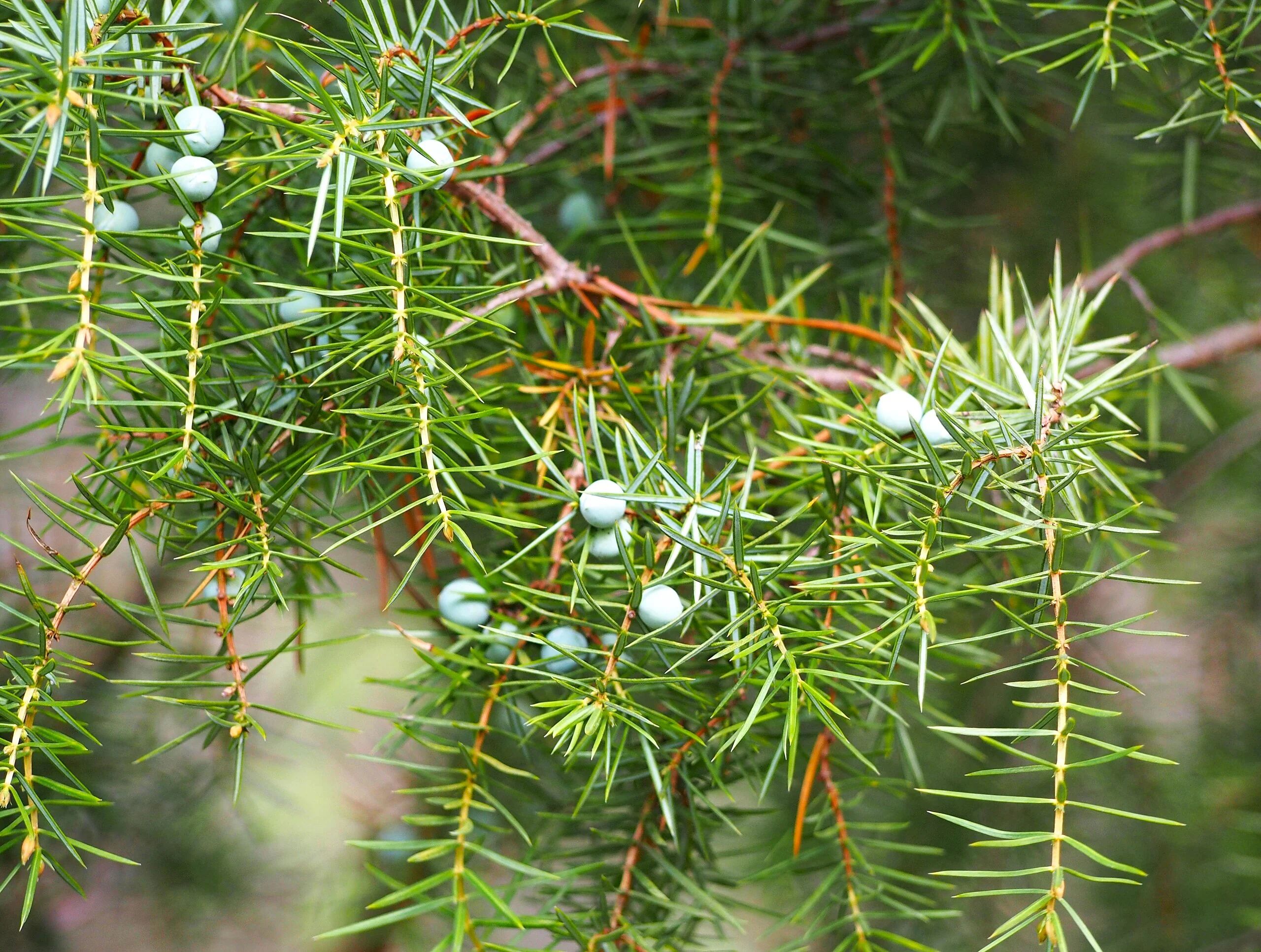 Juniper Tree - Image 6