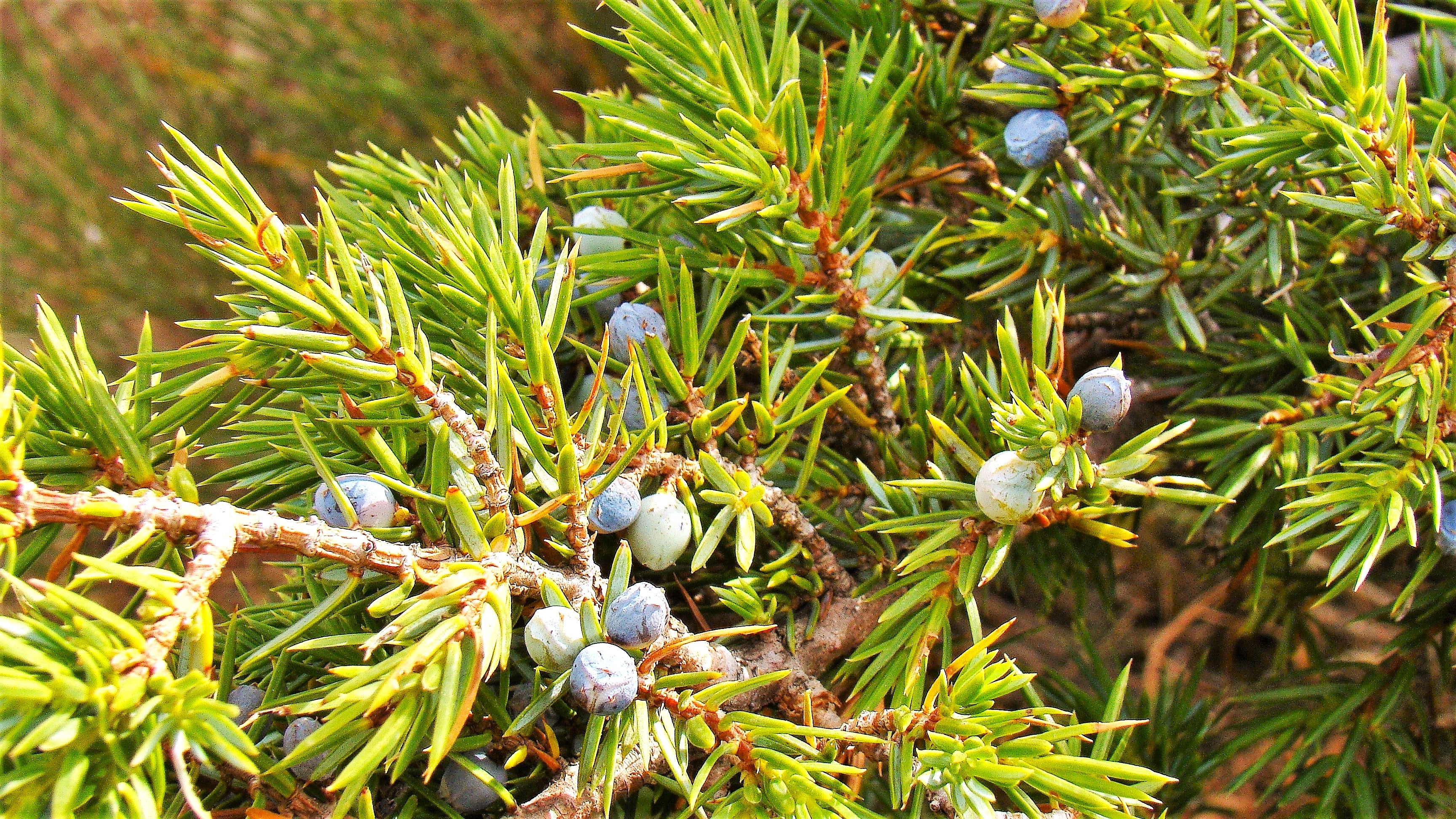 Juniper Tree - Image 7