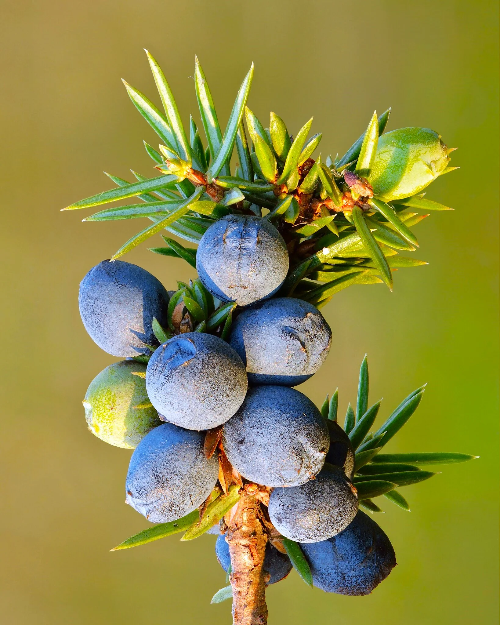 Juniper Tree - Image 8