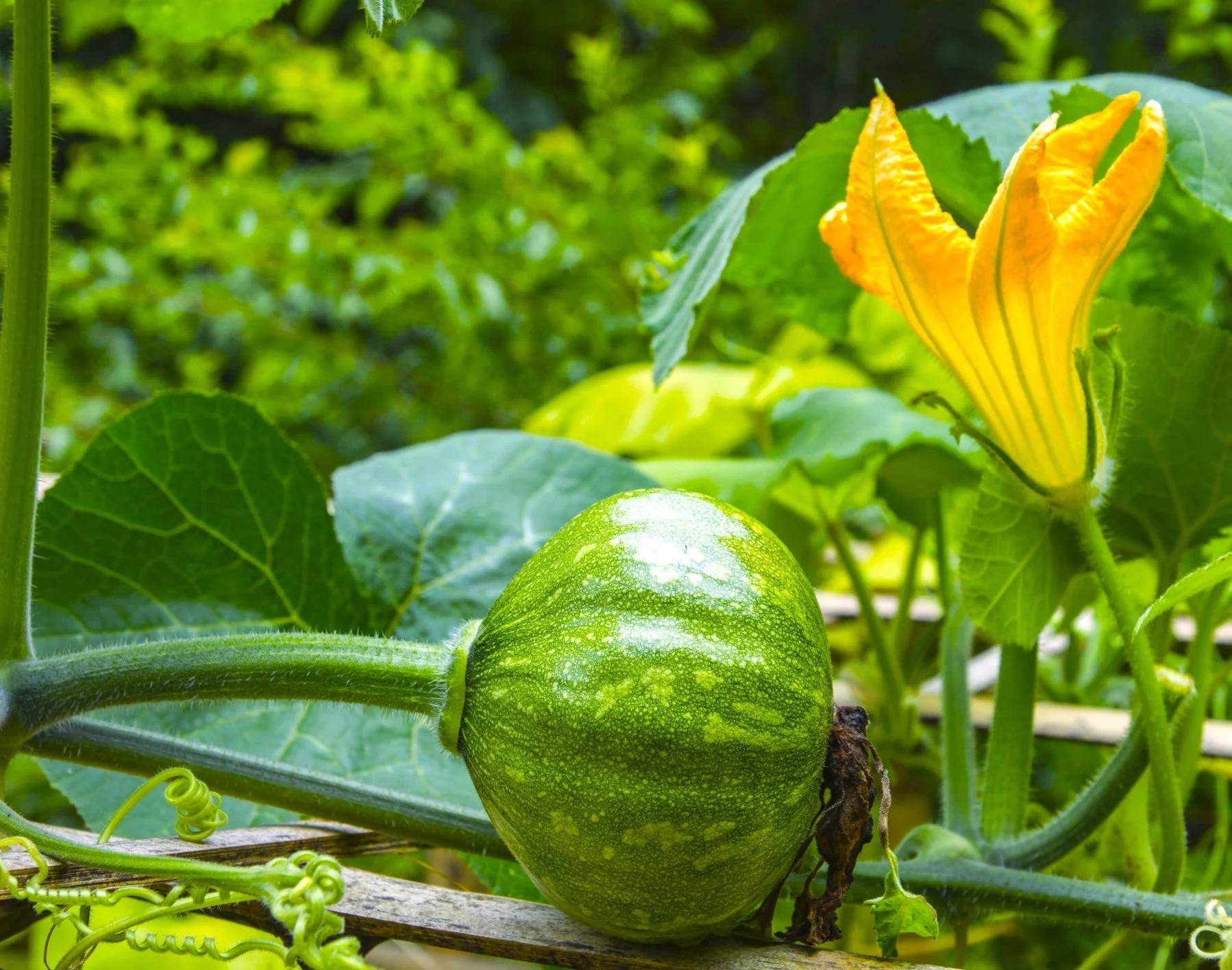 Kabocha Squash - Image 4