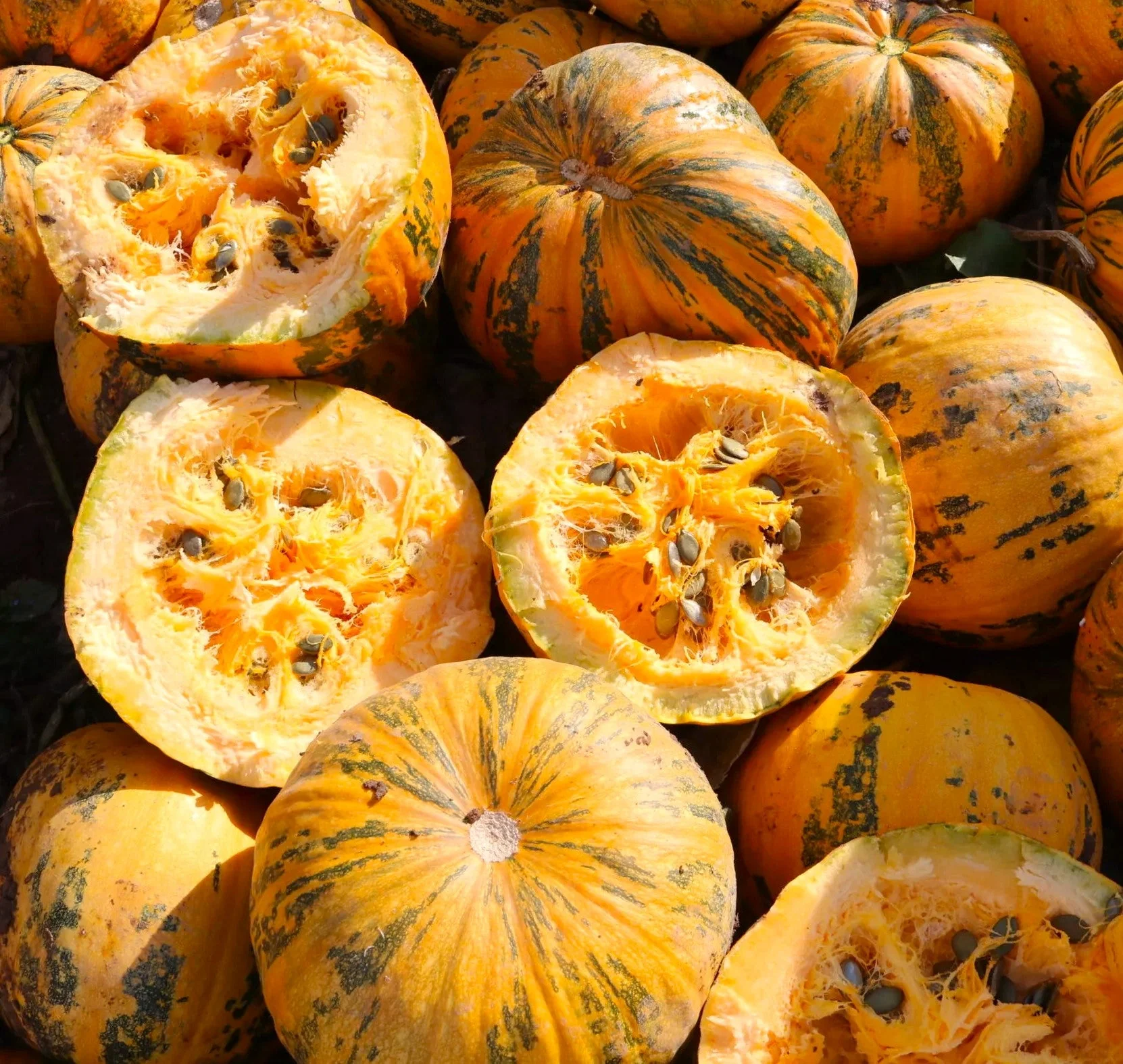 Kakai Hulless Pumpkin - Image 7
