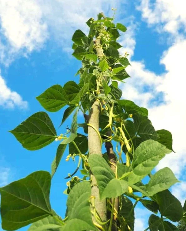 King of the Garden Lima Bean (Pole) - Image 3