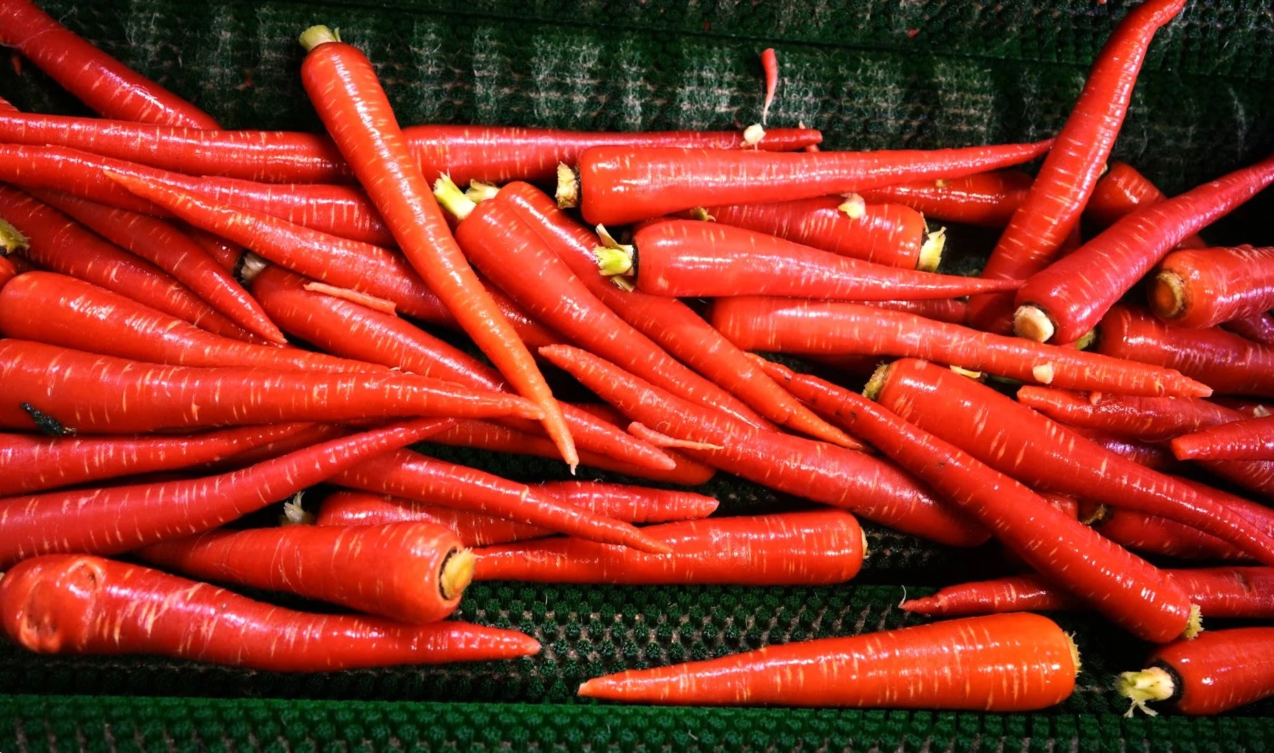 Kintoki Red Carrot - Image 6