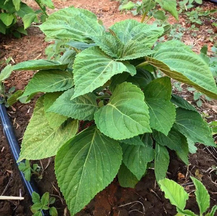 Korean Perilla (Shiso) - Image 2
