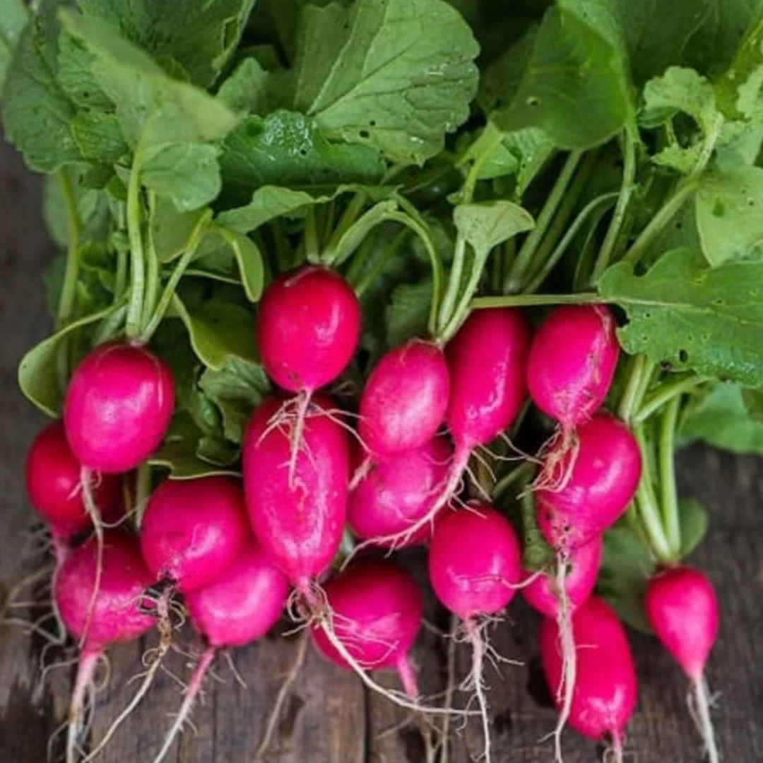 Lady Slipper Radish