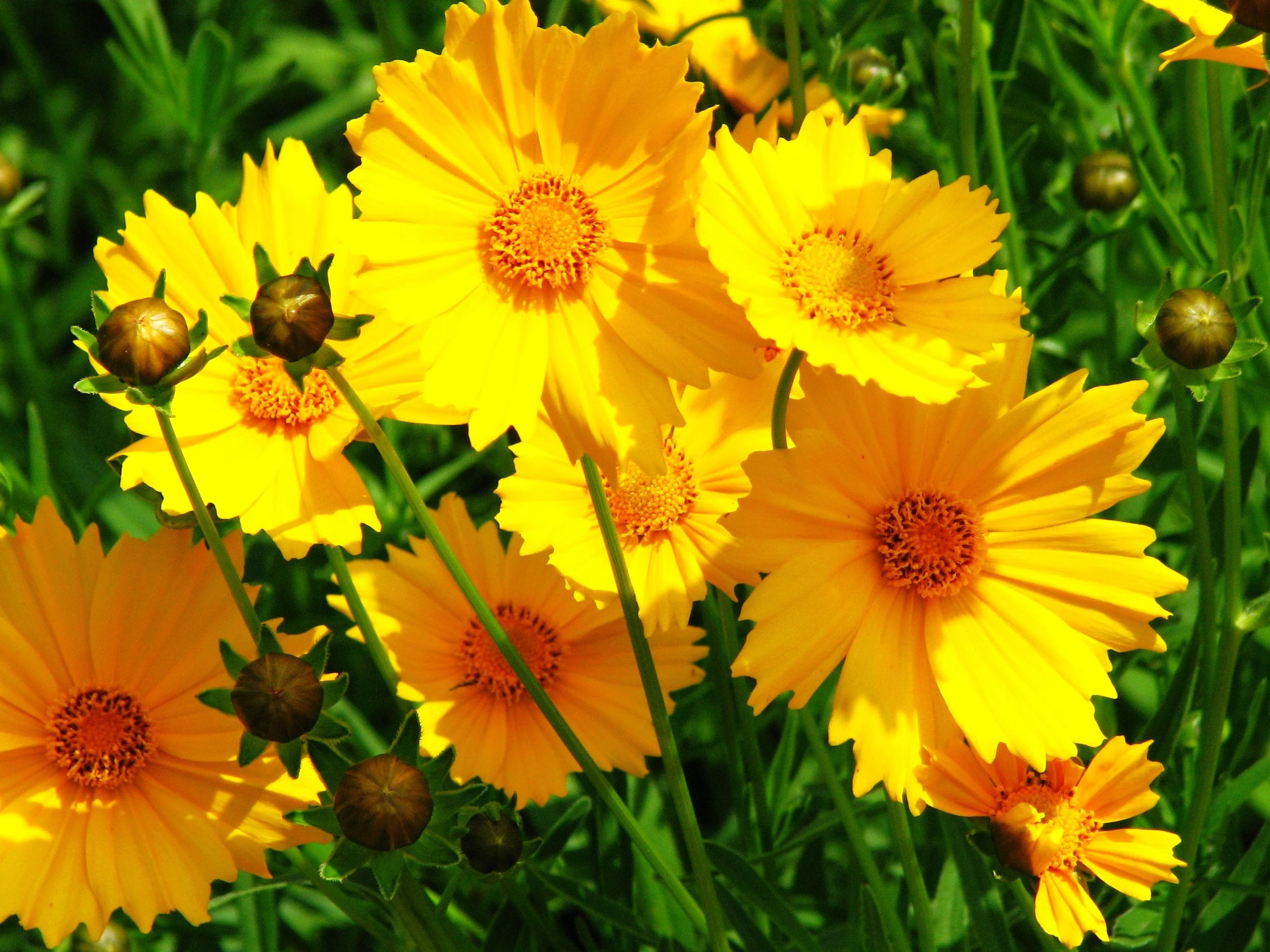 Lanceleaf Coreopsis - Image 2