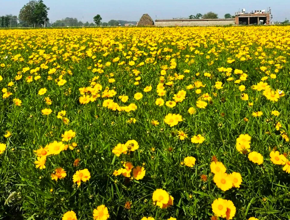 Lanceleaf Coreopsis - Image 5