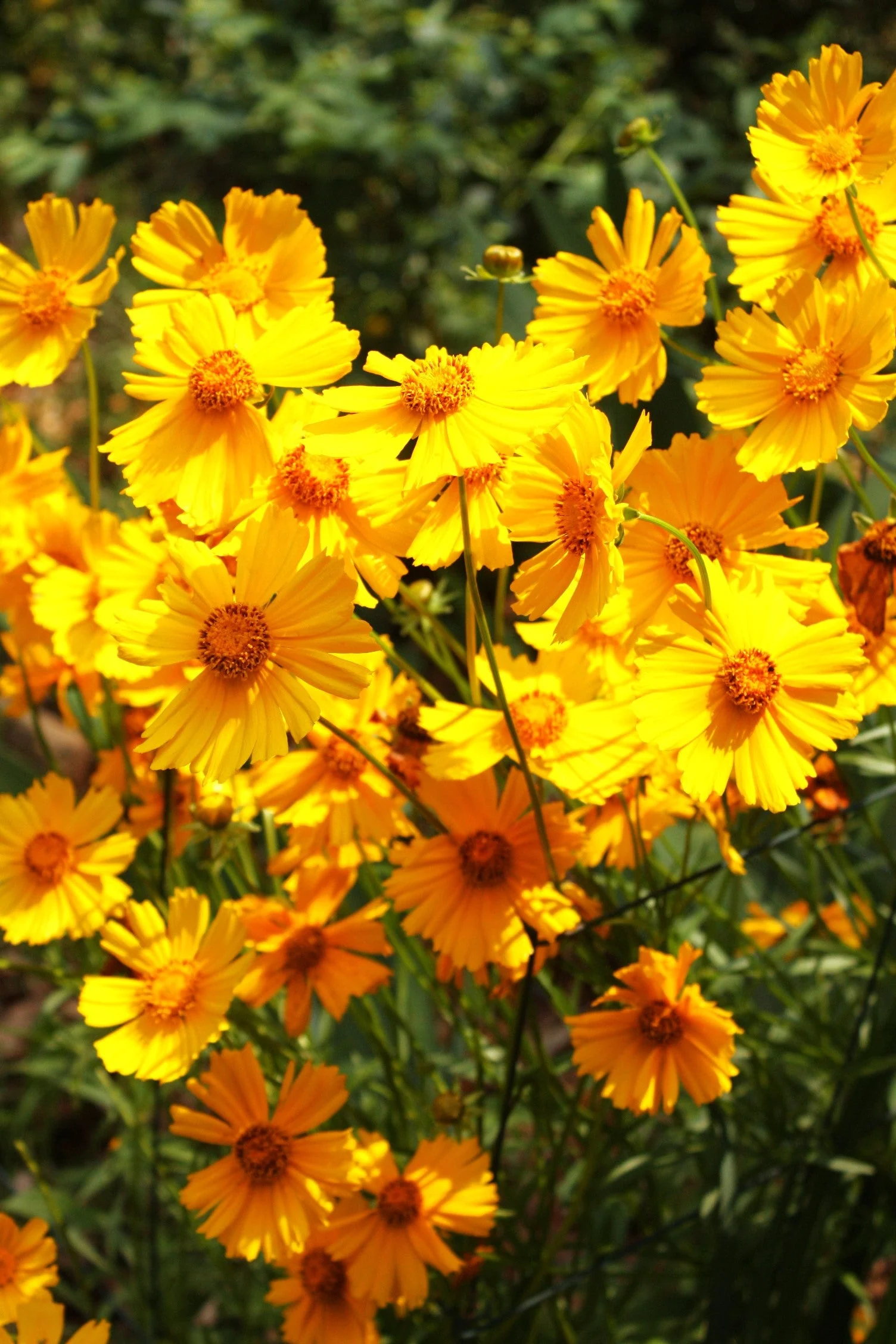 Lanceleaf Coreopsis - Image 7