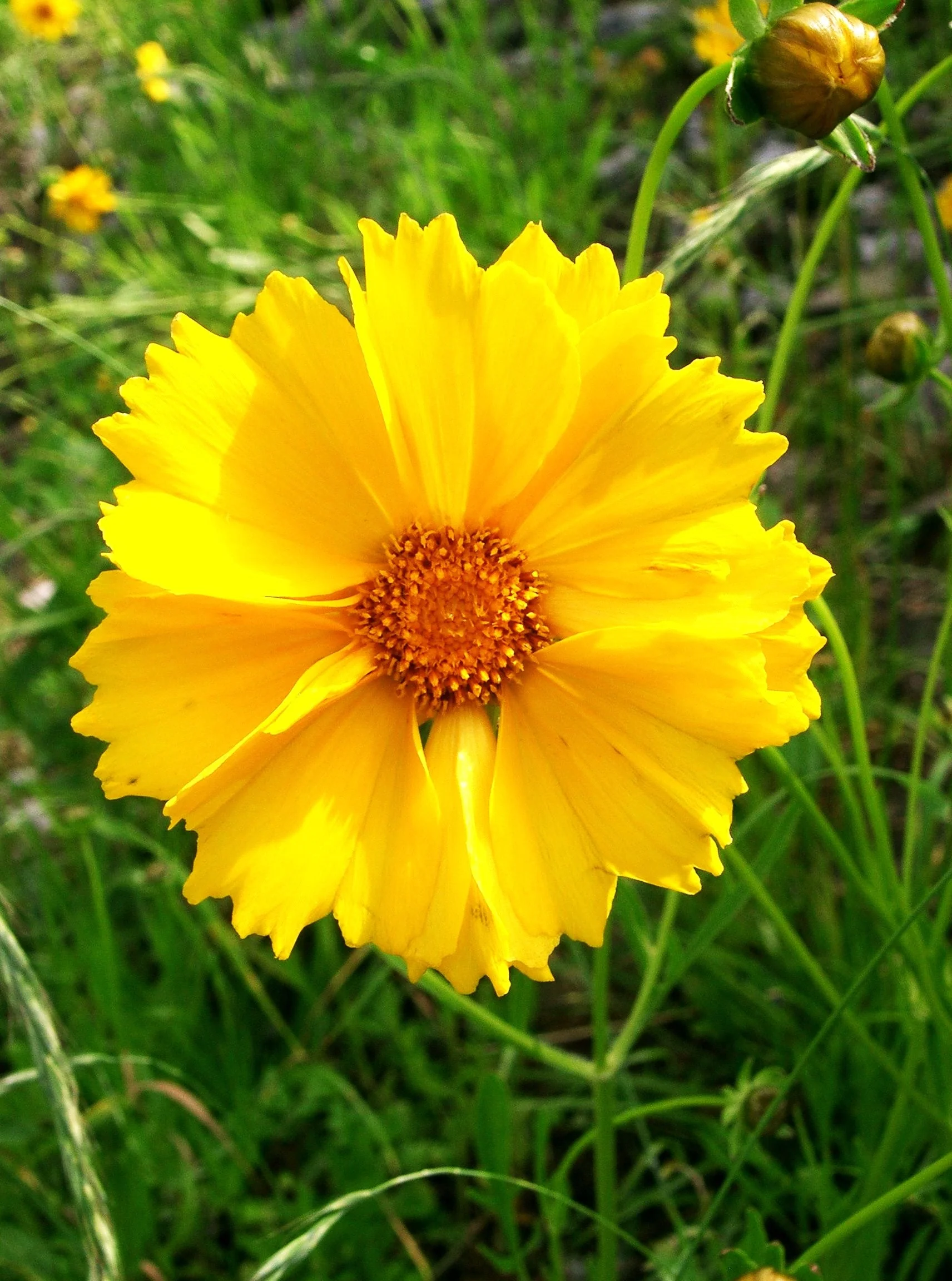 Lanceleaf Coreopsis - Image 8