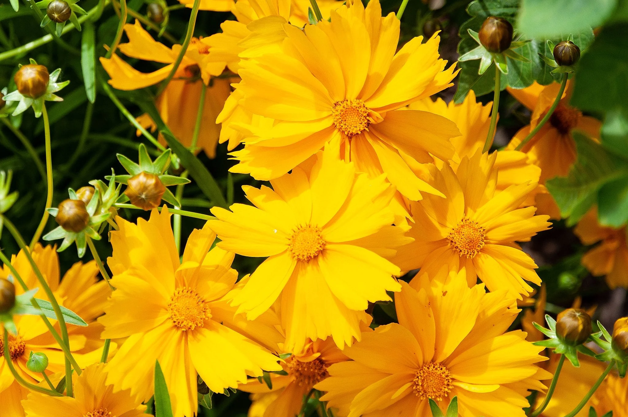 Lanceleaf Coreopsis - Image 9