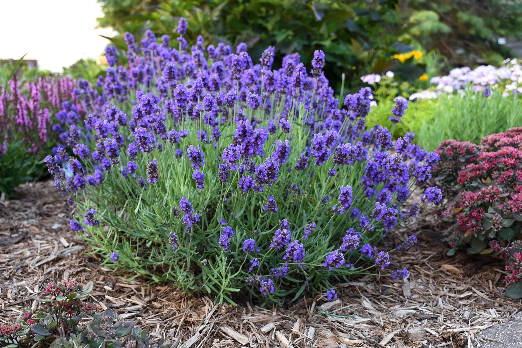 Vera Lavender - Image 2