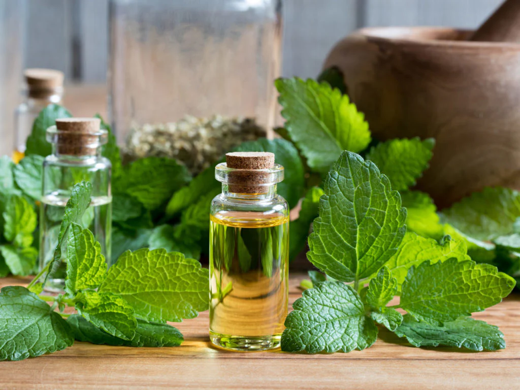 Lemon Balm - Image 5