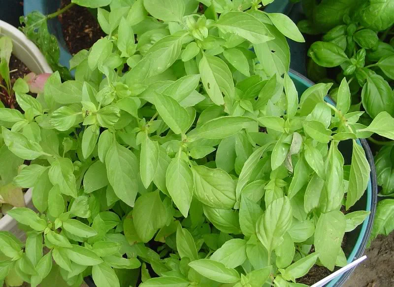 Lemon Basil - Image 3