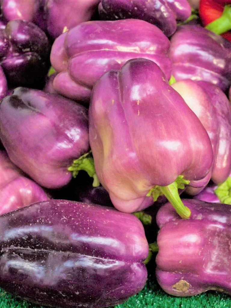 Lilac Bell Pepper - Image 8