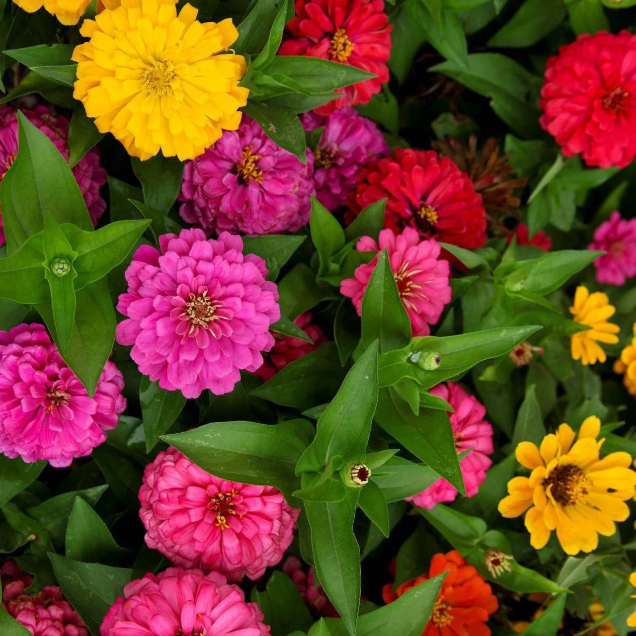 Lilliput Mix Zinnia - Image 3