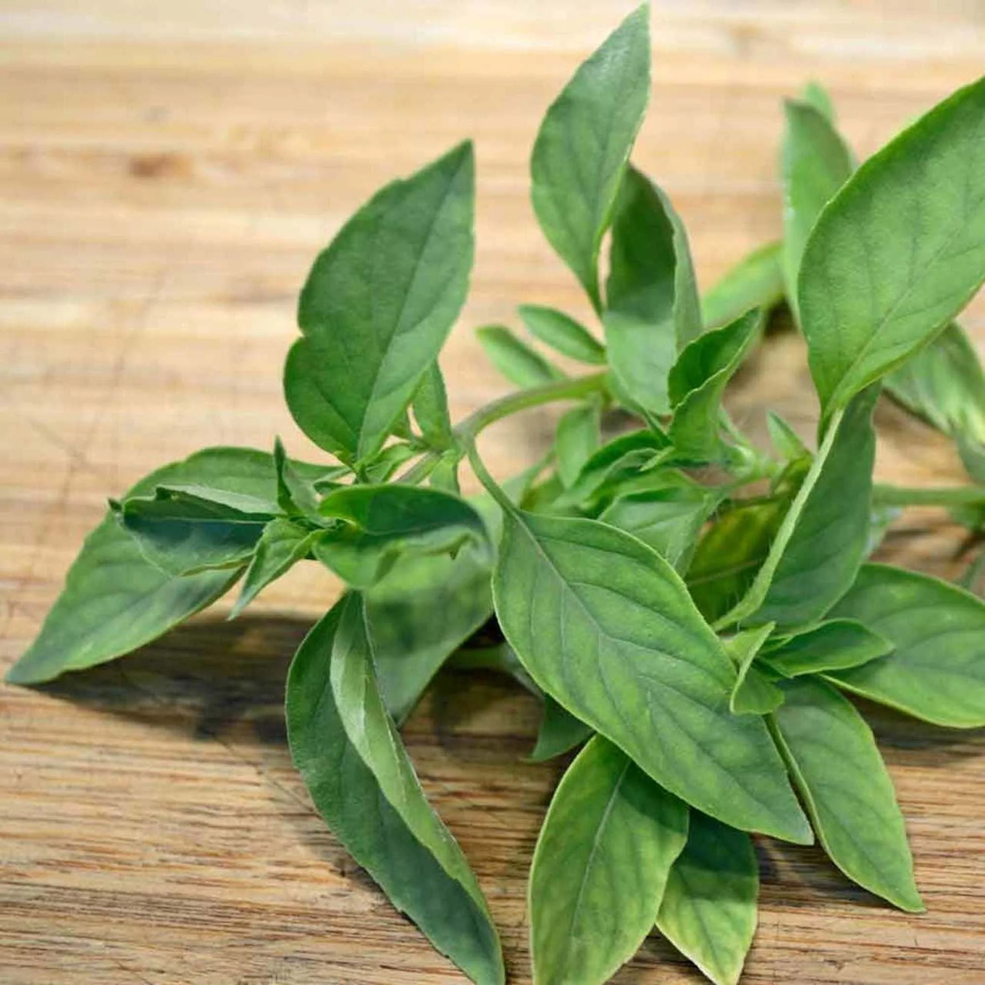 Lime Basil - Image 3