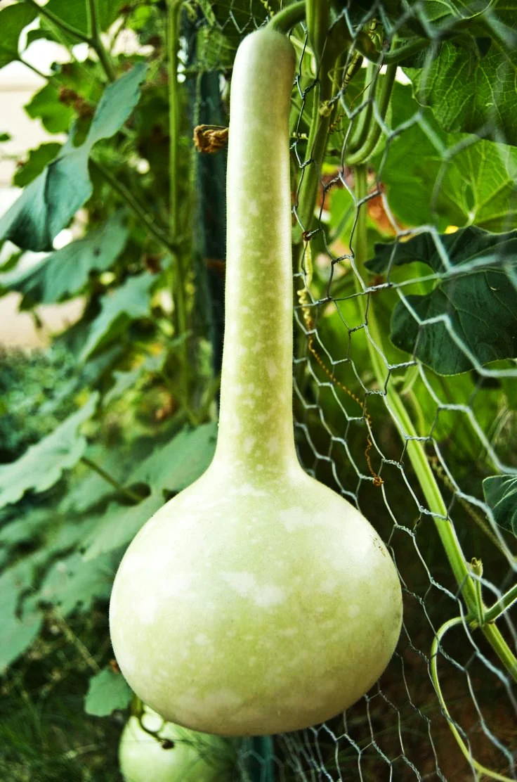 Long-Handled Dipper Gourd - Image 4
