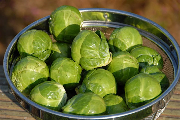 Long Island Brussels Sprout - Image 3