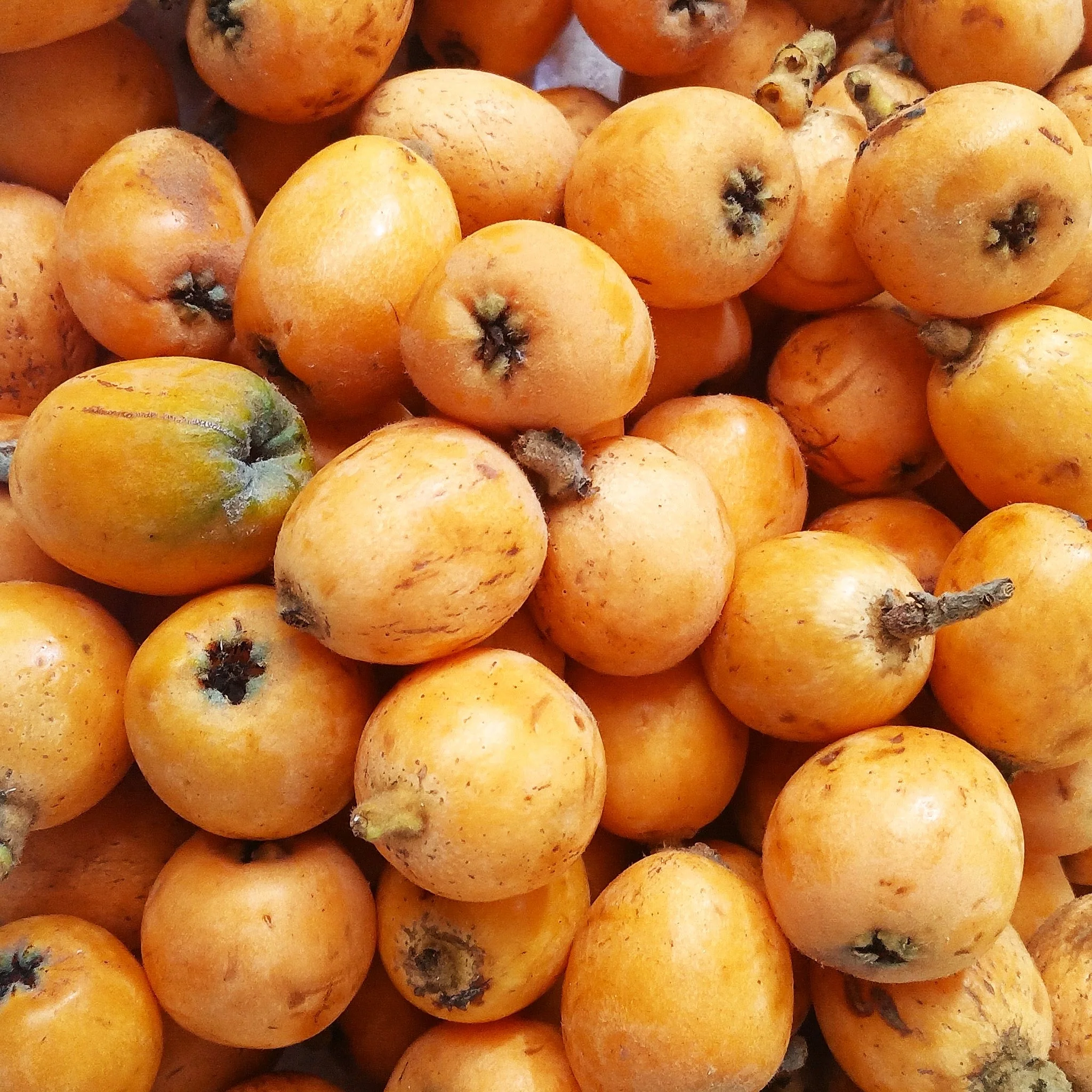 Loquat Tree - Image 10