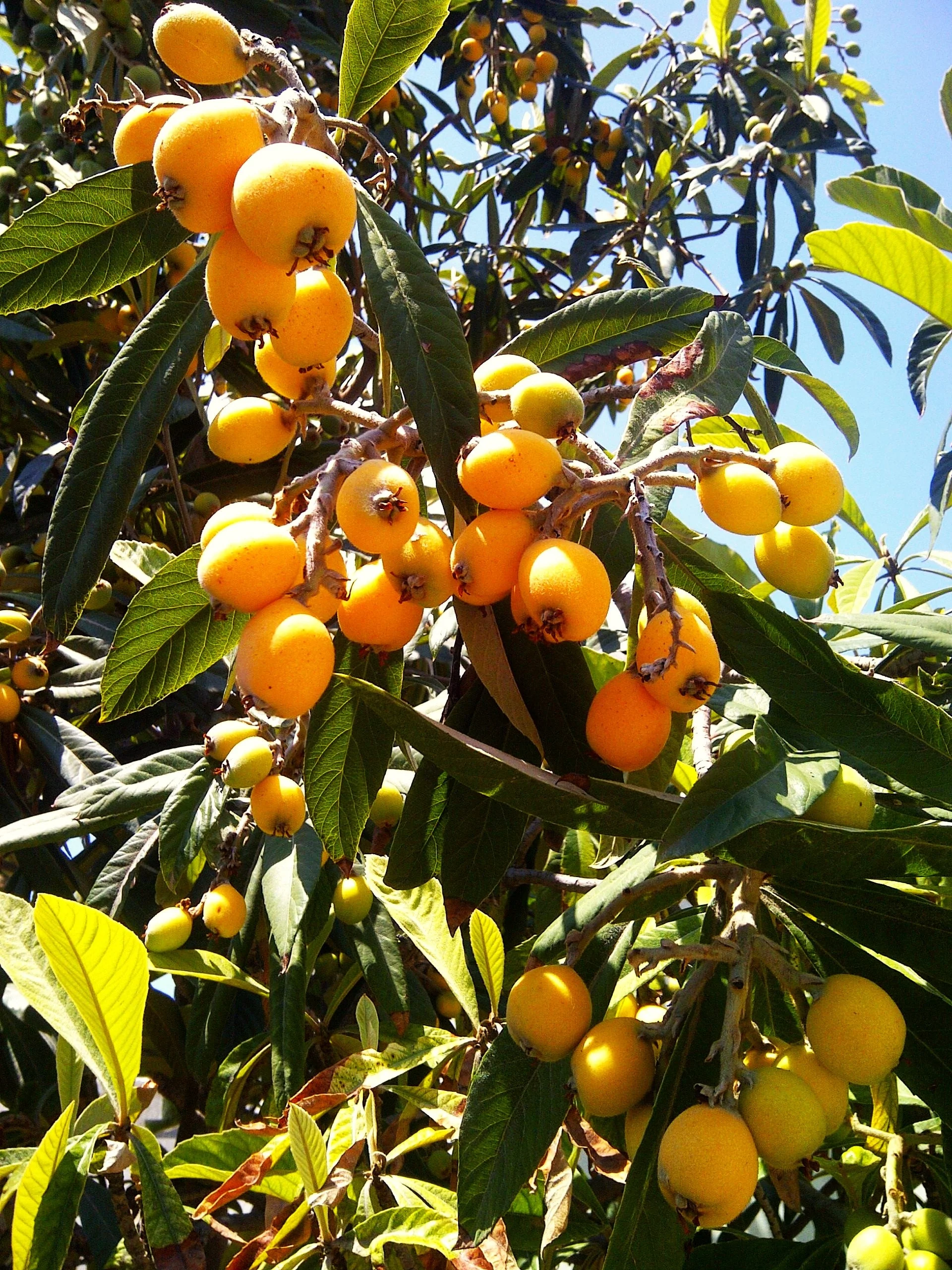 Loquat Tree - Image 6
