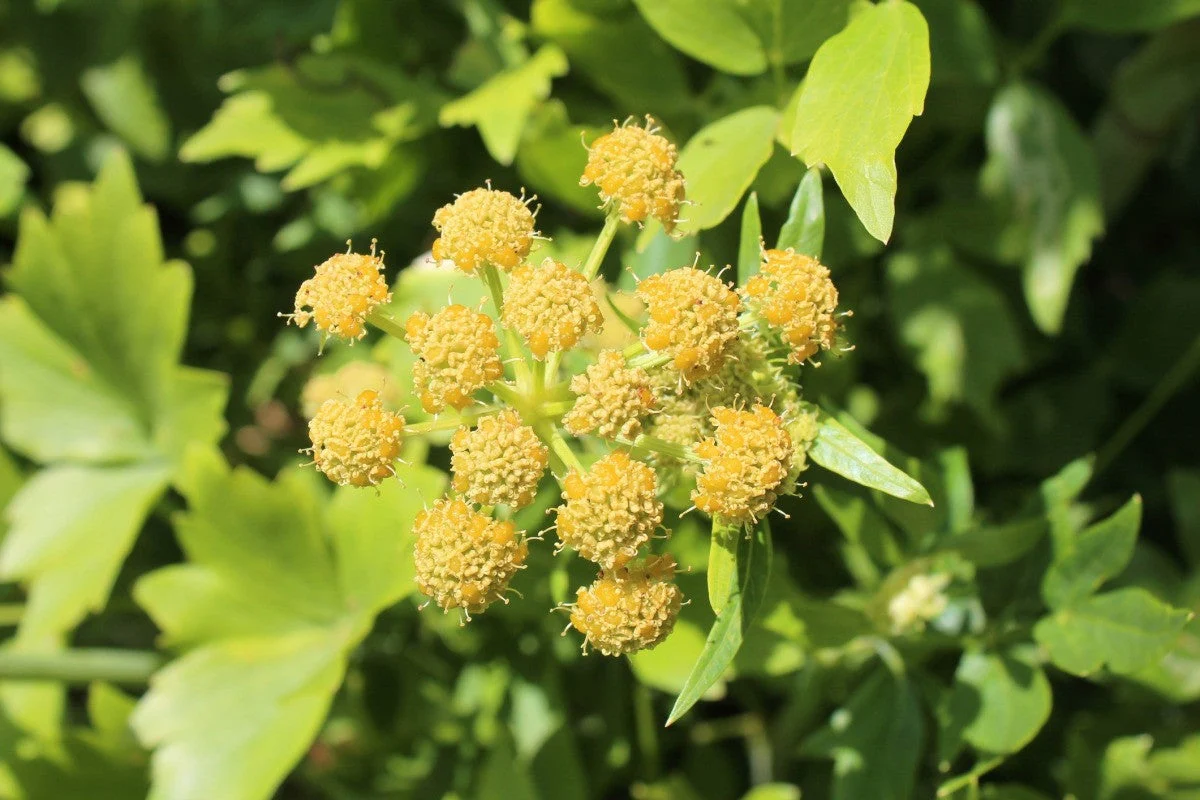 Lovage - Image 3