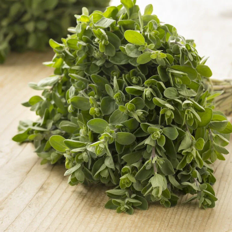 Sweet Marjoram - Image 3