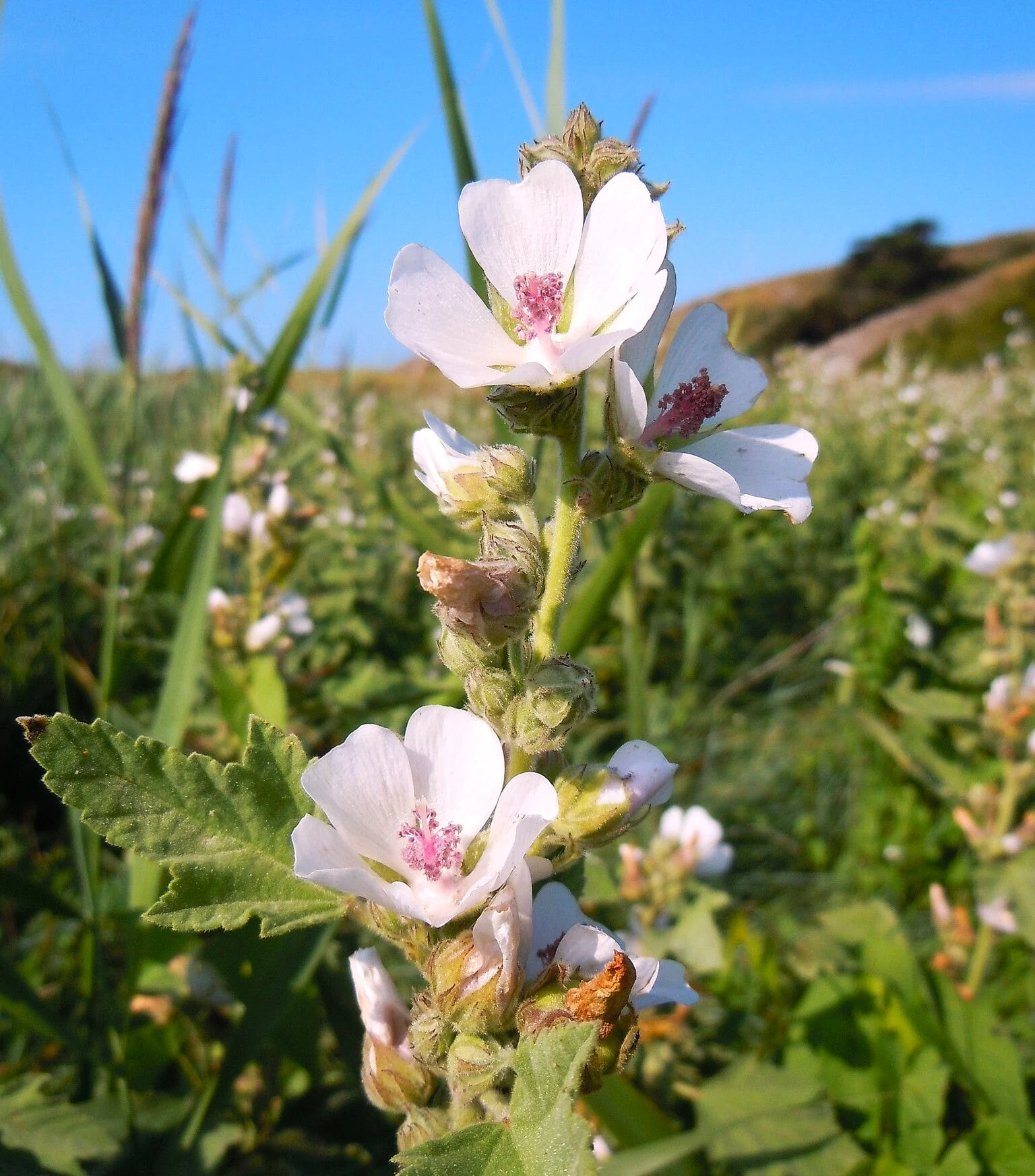 Marshmallow Plant - Image 4