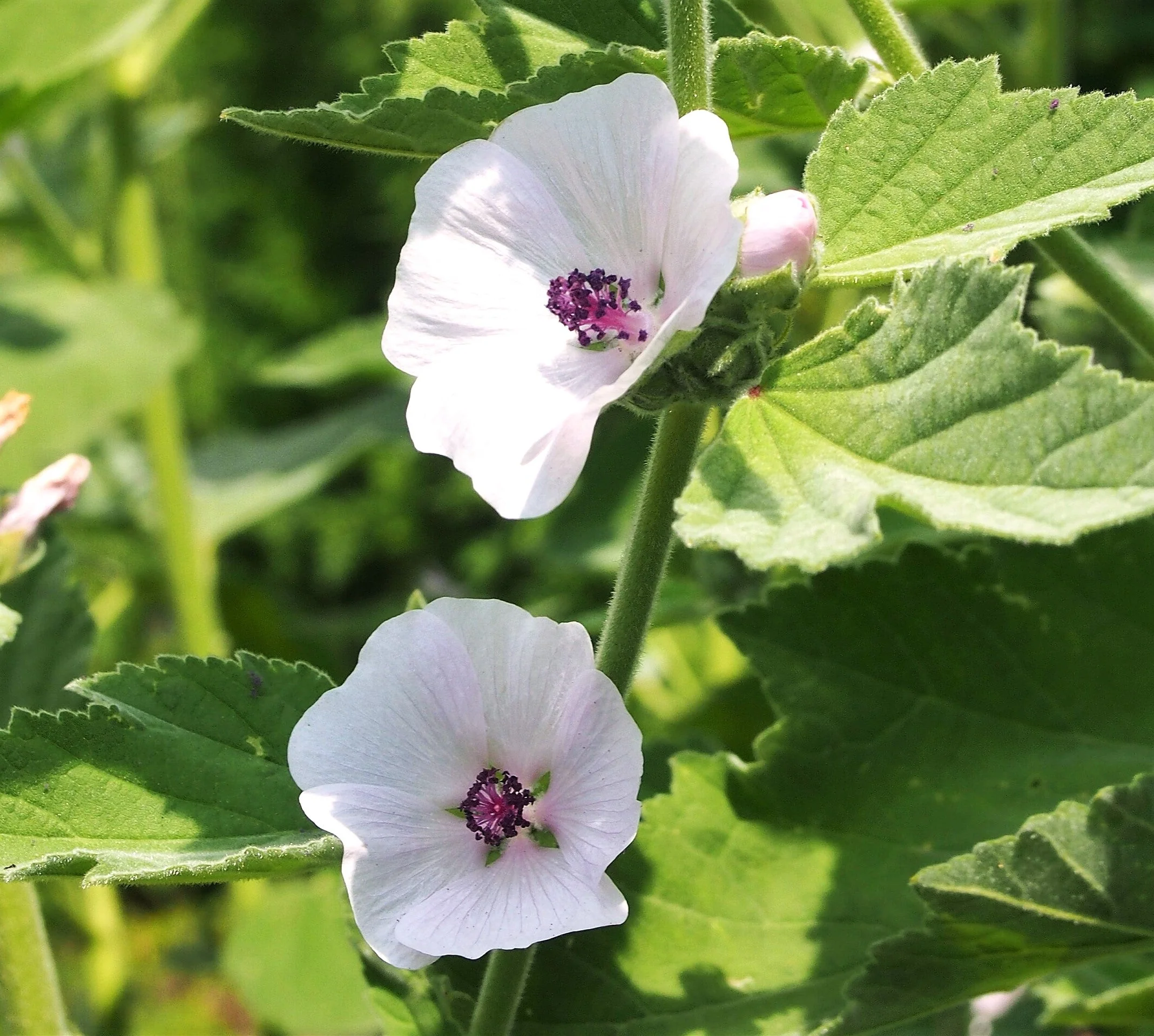 Marshmallow Plant - Image 8