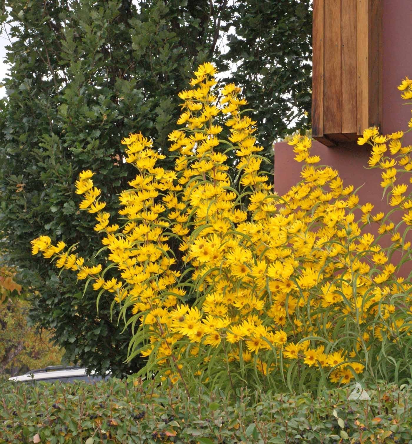 Maximilian Sunflower - Image 3