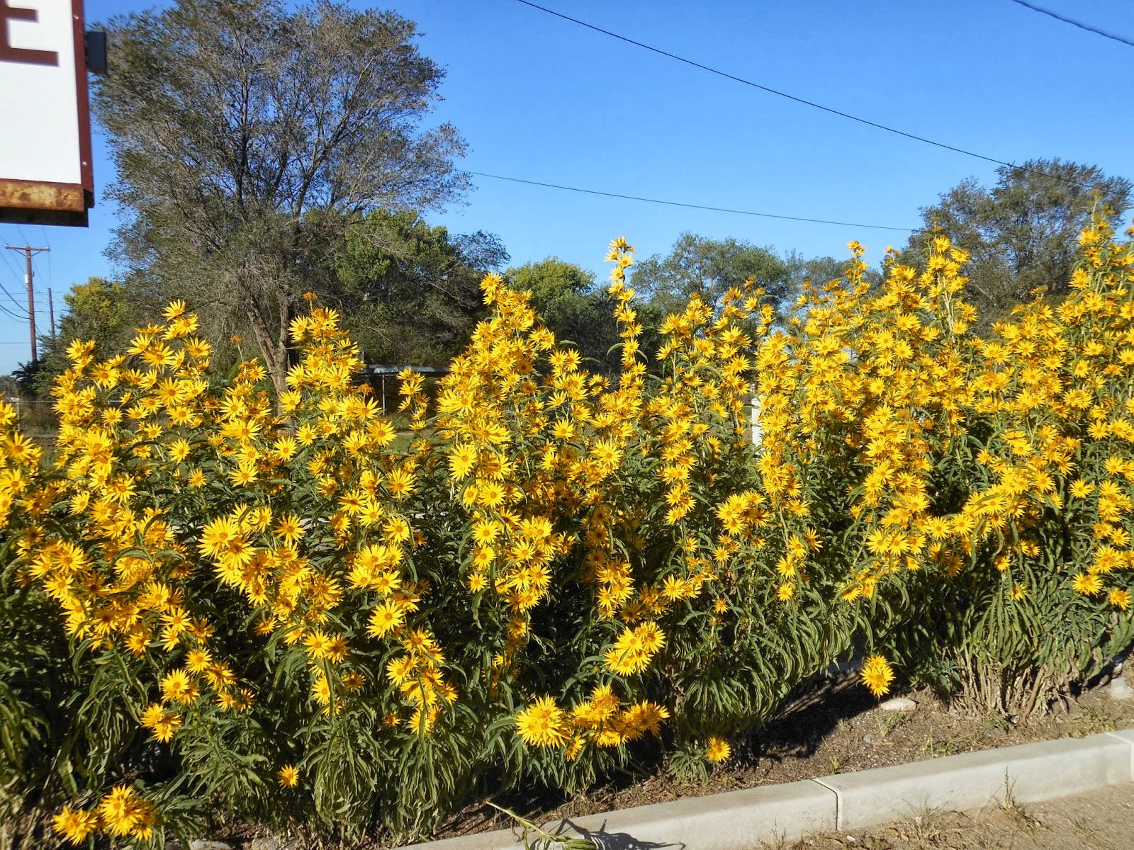 Maximilian Sunflower - Image 4