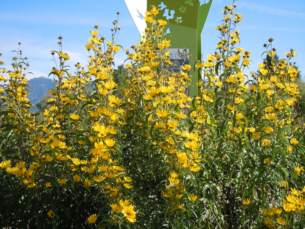 Maximilian Sunflower - Image 5