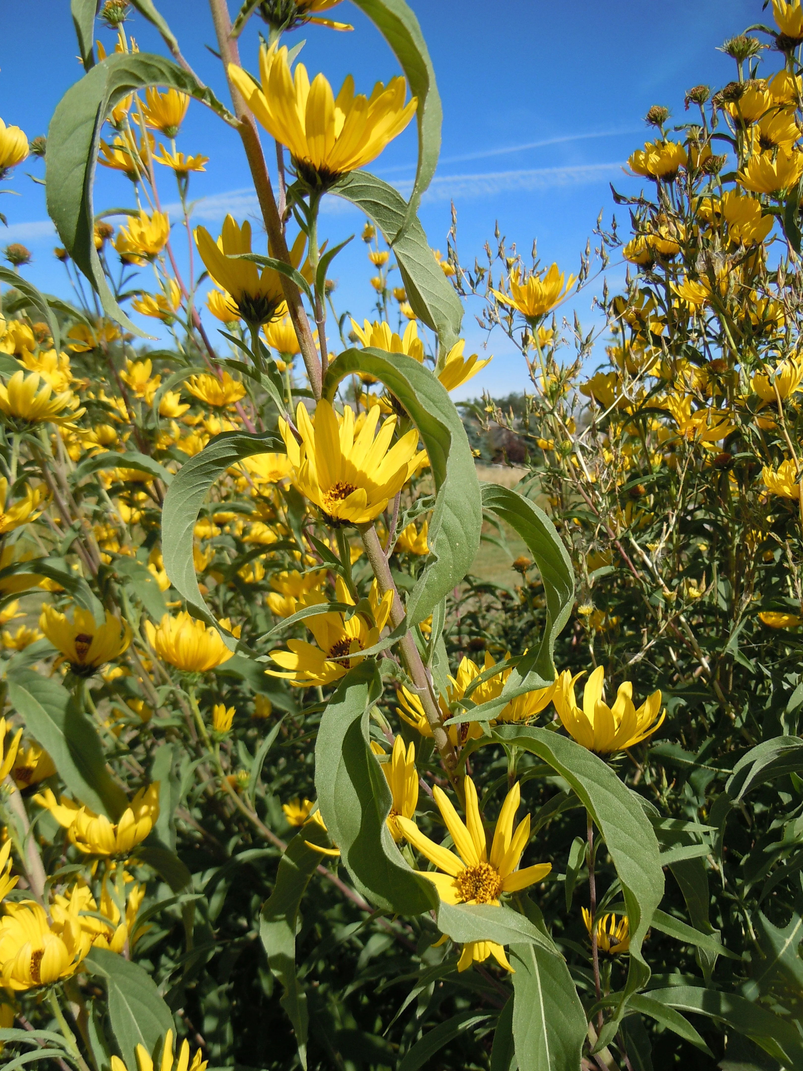 Maximilian Sunflower - Image 6