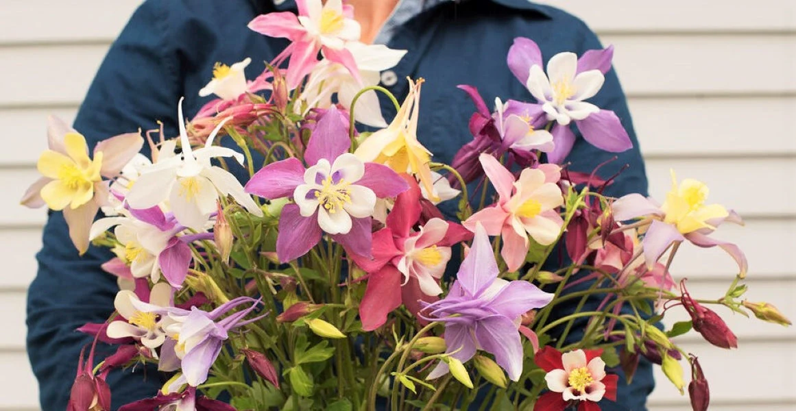 McKana Giants Mix Columbine - Image 3