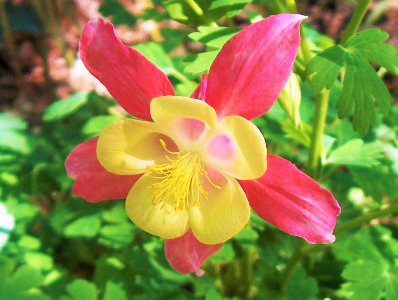 McKana Giants Mix Columbine - Image 9