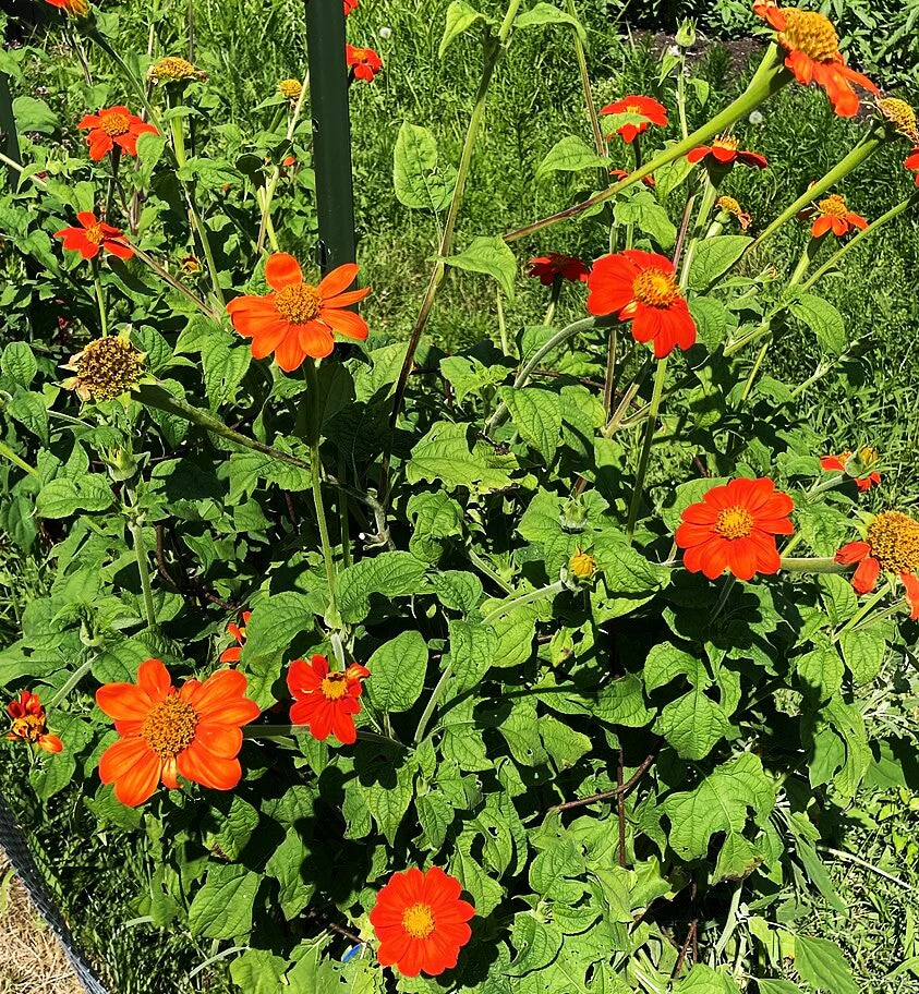 Mexican Sunflower - Image 4