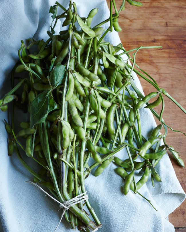 Midori Giant Edamame Soy Bean (USDA Organic) - Image 3