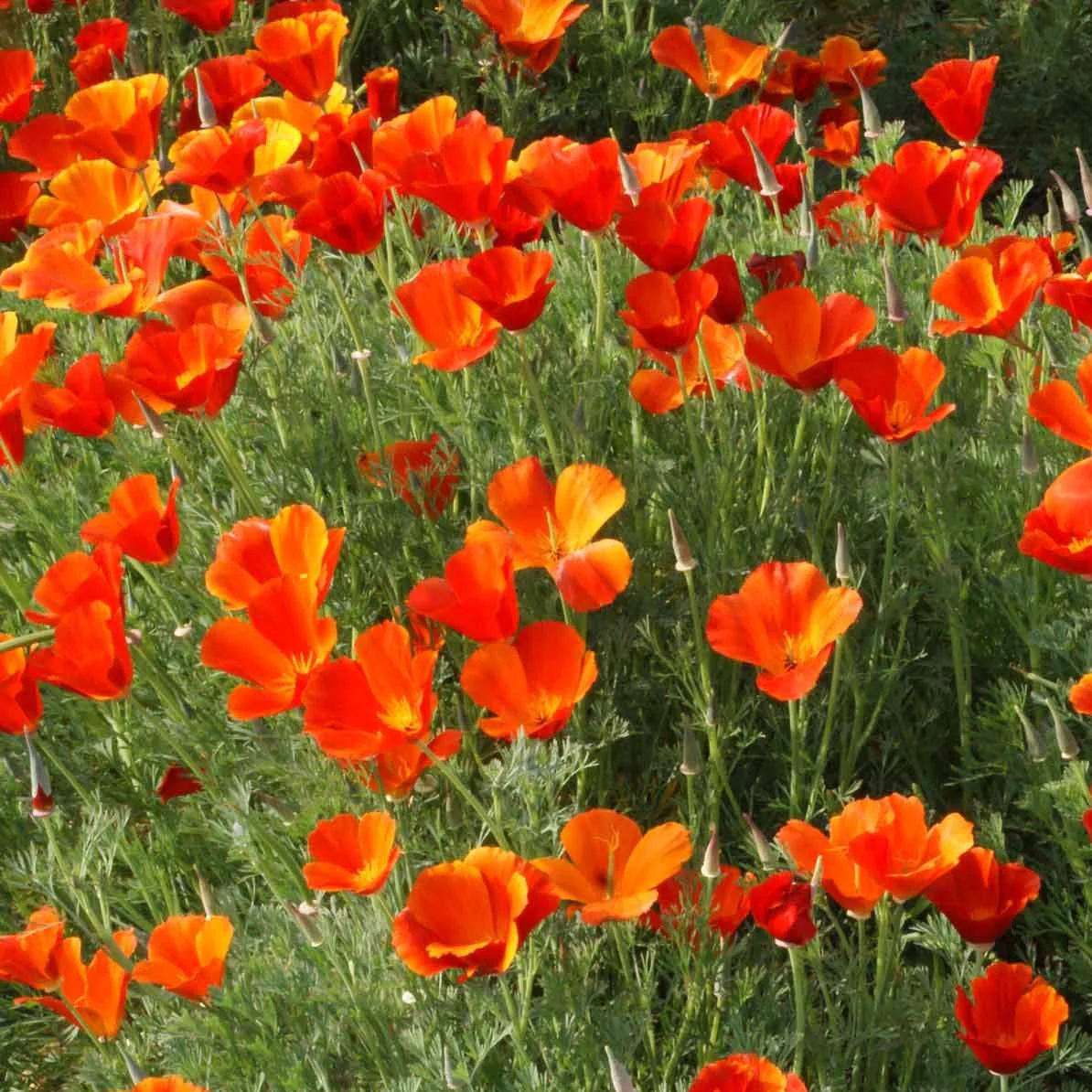 Mikado California Poppy - Image 3
