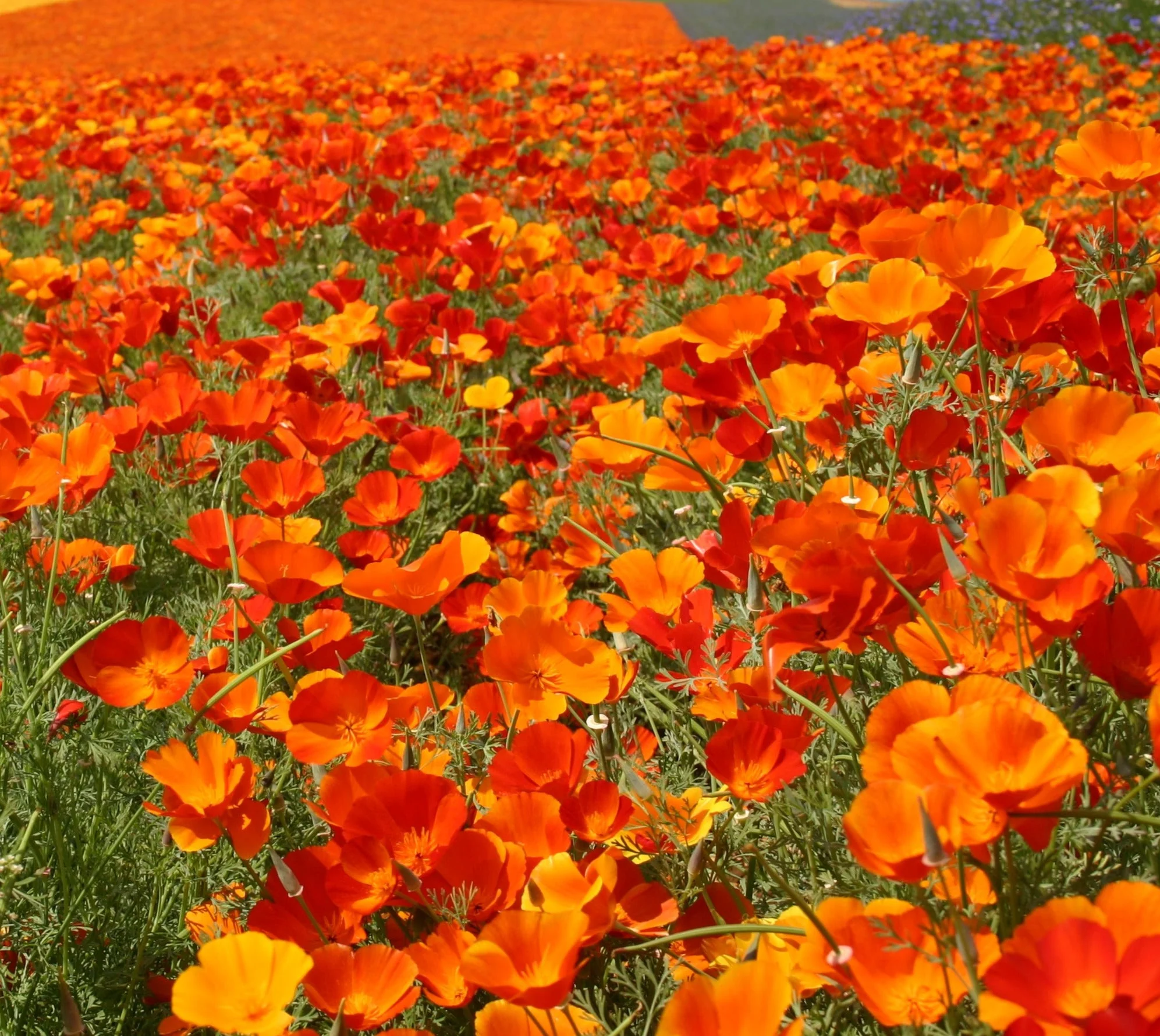 Mikado California Poppy - Image 4
