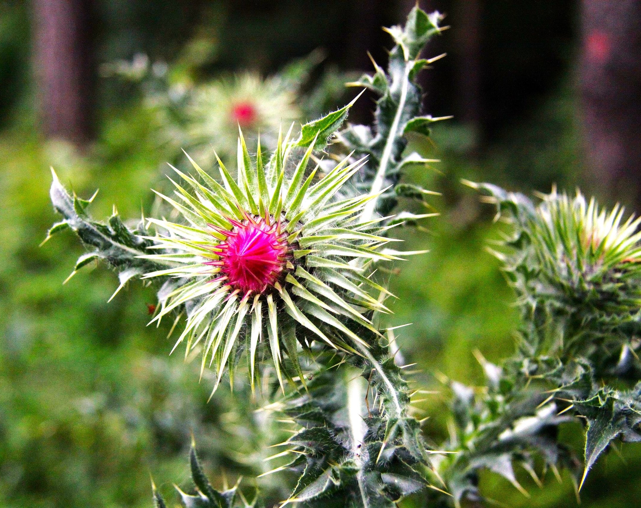 Milk Thistle - Image 10