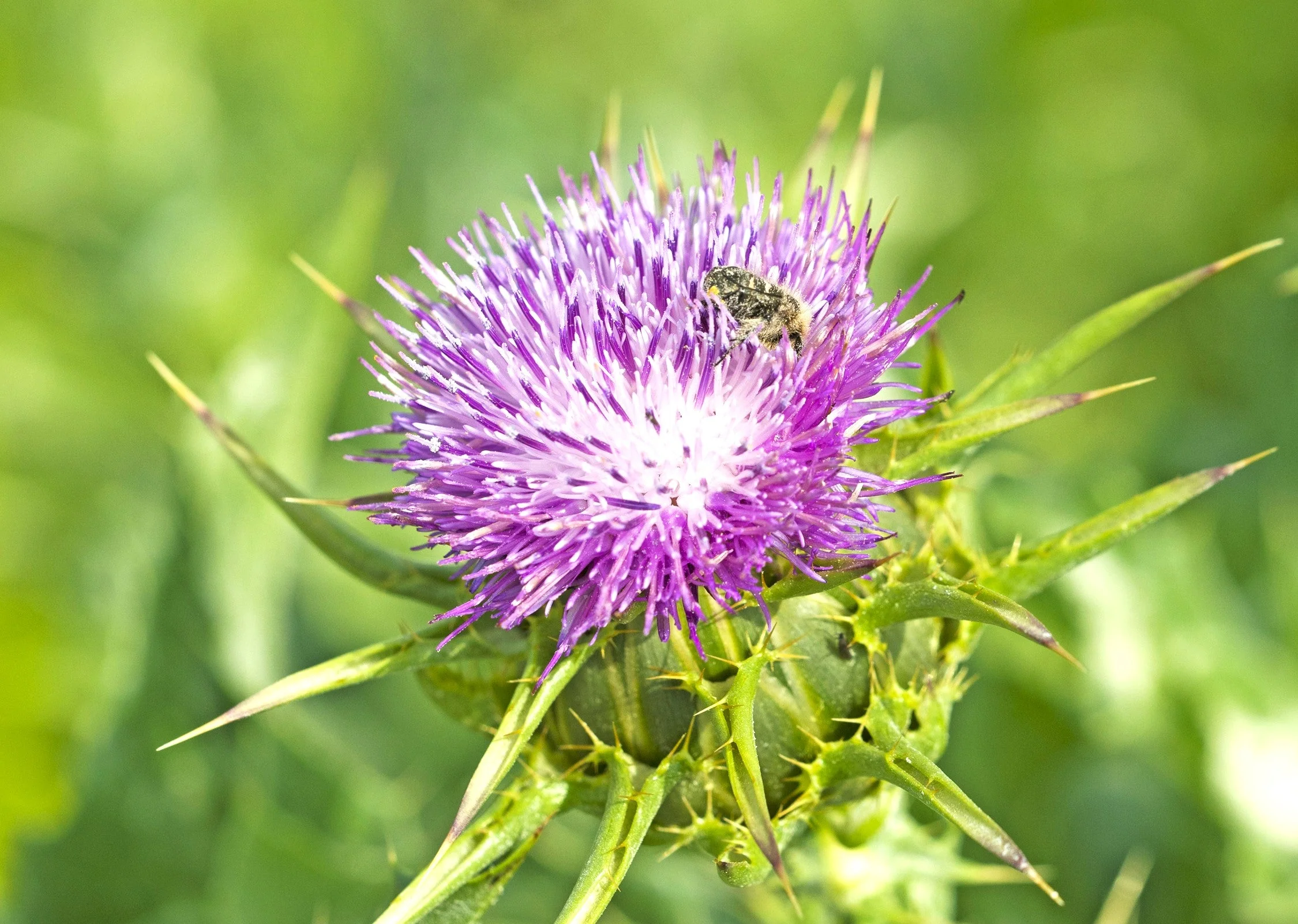 Milk Thistle - Image 8