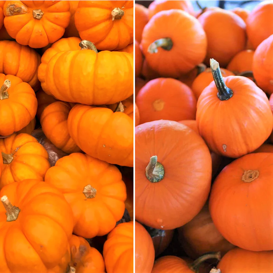 Jack-Be-Little and Wee-B-Little Mix Pumpkins