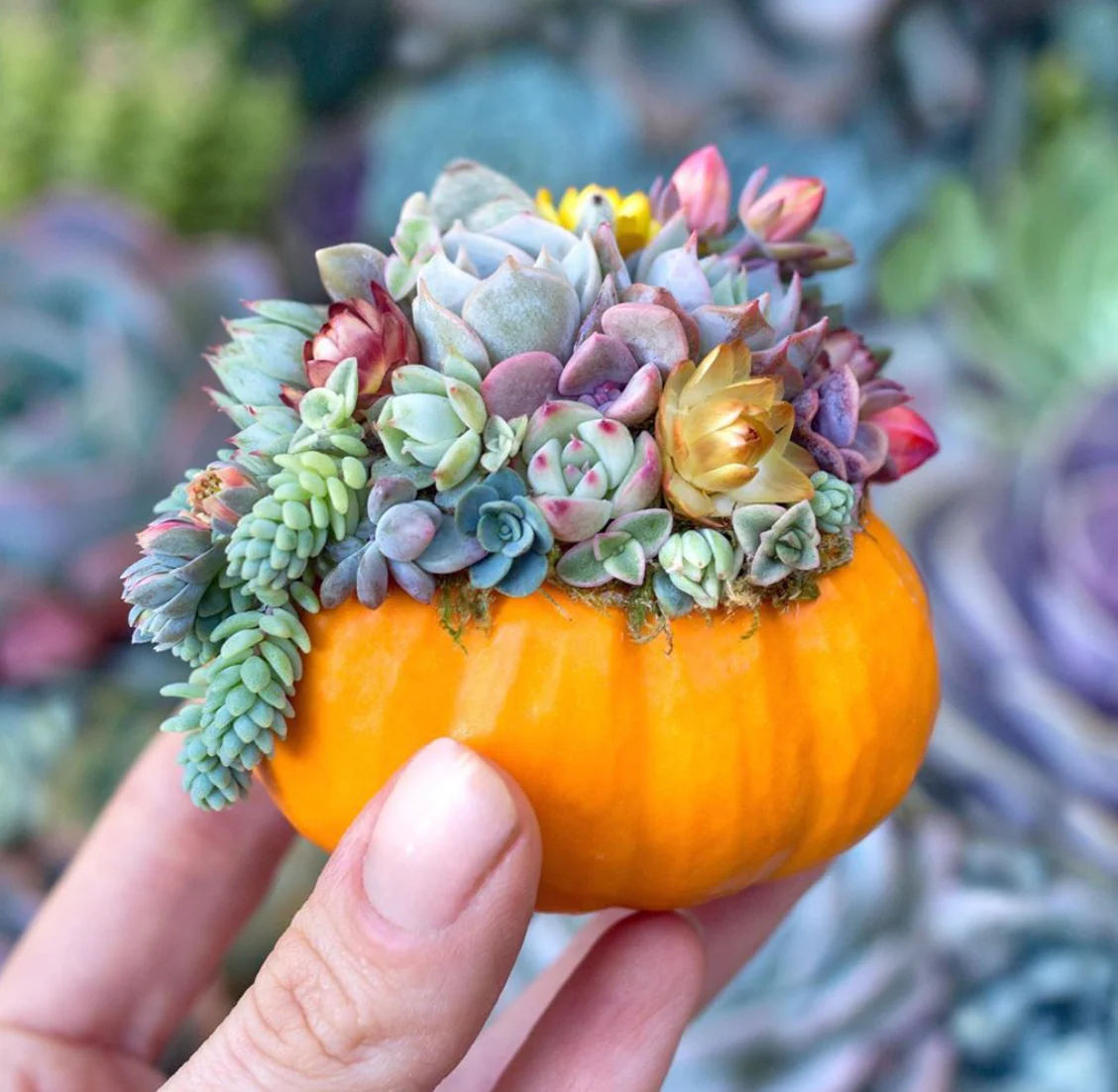 Jack-Be-Little and Wee-B-Little Mix Pumpkins - Image 11